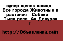 супер щенок шпица - Все города Животные и растения » Собаки   . Тыва респ.,Ак-Довурак г.